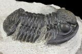 Bargain, Detailed Gerastos Trilobite Fossil - Morocco #164728-1